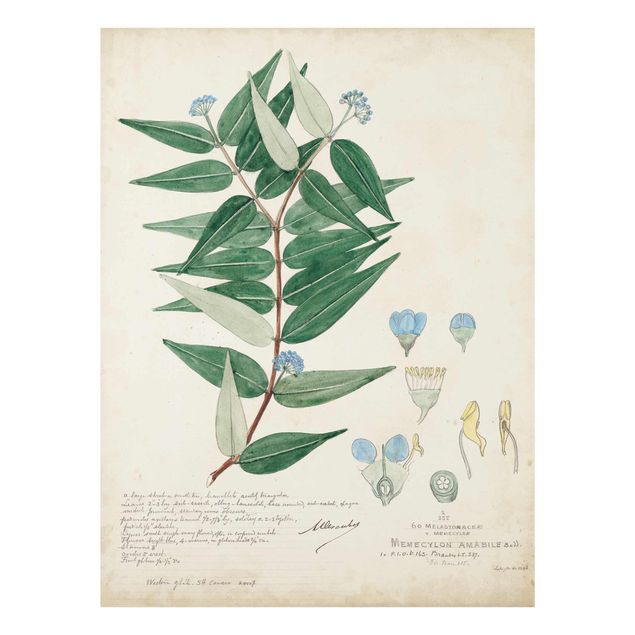 Tableaux verts Melastomataceae - Ambile
