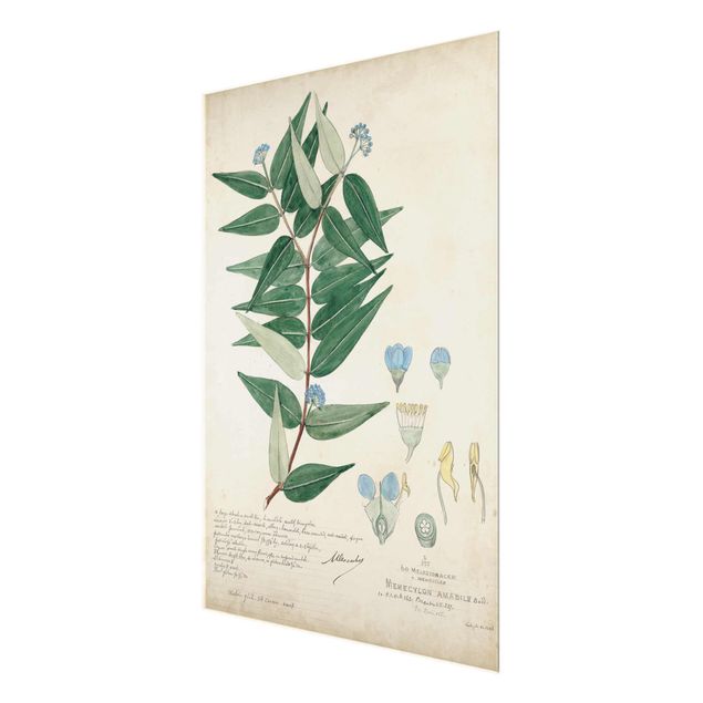Tableaux Melastomataceae - Ambile