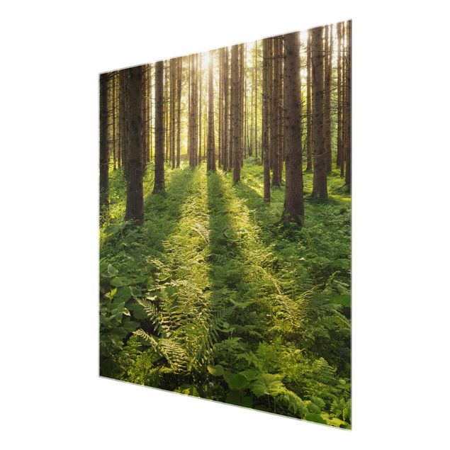Tableau en verre paysage Rayons de soleil dans une forêt verte
