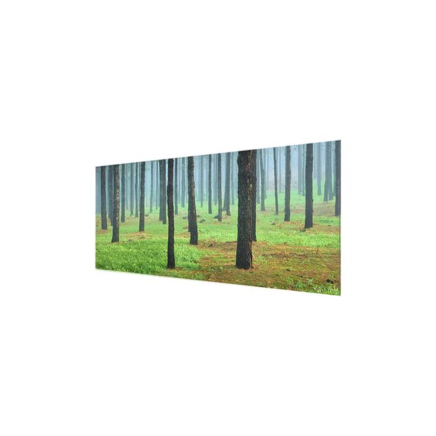 Tableau verre paysage Forêt profonde avec des pins sur La Palma