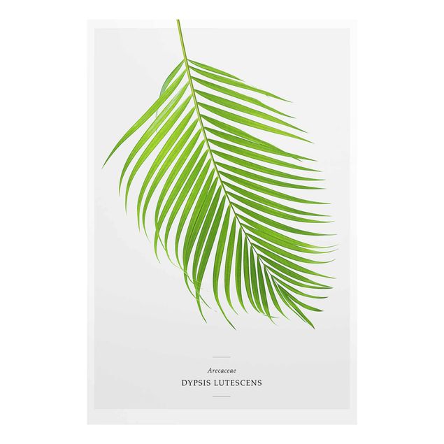 Tableaux Feuilles tropicales Areca Palm