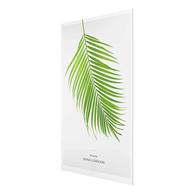Tableaux en verre magnétique Feuilles tropicales Areca Palm