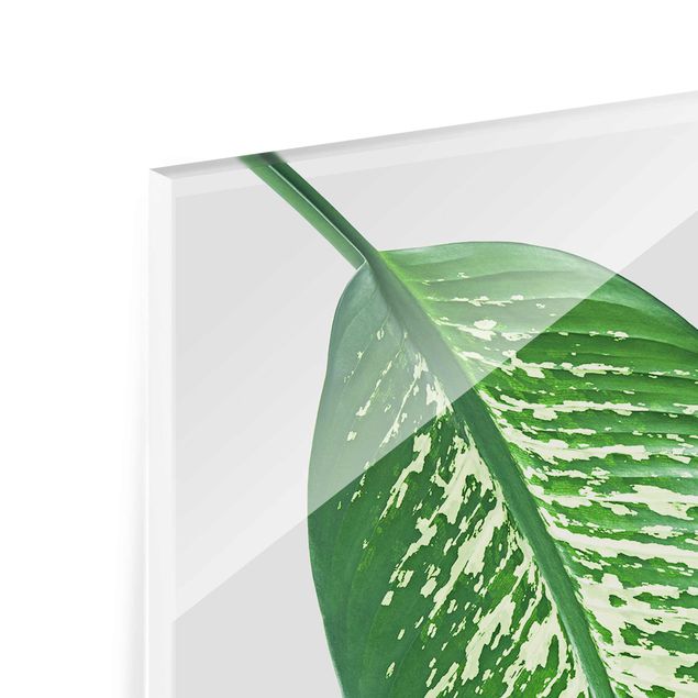 Tableau en verre - Tropical Leaf Dieffenbachia