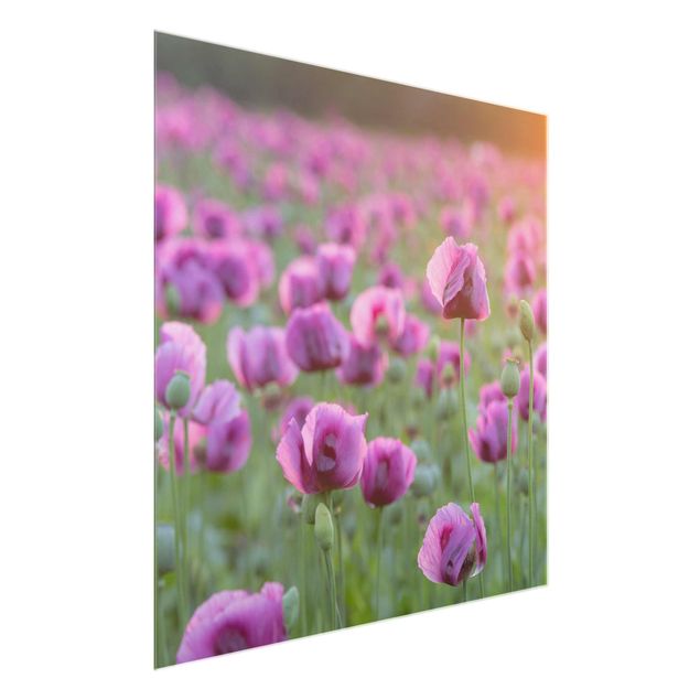 Tableaux en verre fleurs Prairie de coquelicots violets au printemps