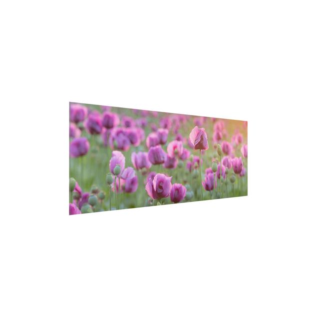 Tableaux en verre fleurs Prairie de coquelicots violets au printemps
