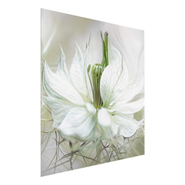 Tableau fleurs White Nigella