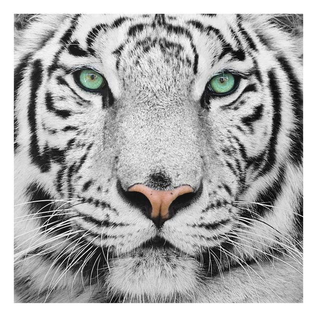 Tableau animaux Tigre Blanc