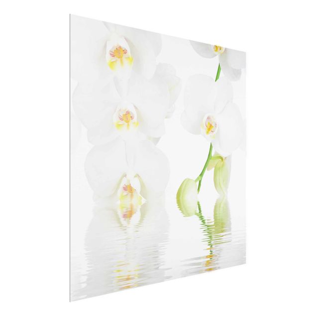 Tableaux en verre fleurs Spa Orchid - White Orchid