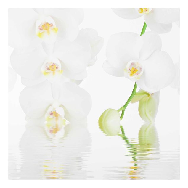 Tableaux modernes Spa Orchid - White Orchid