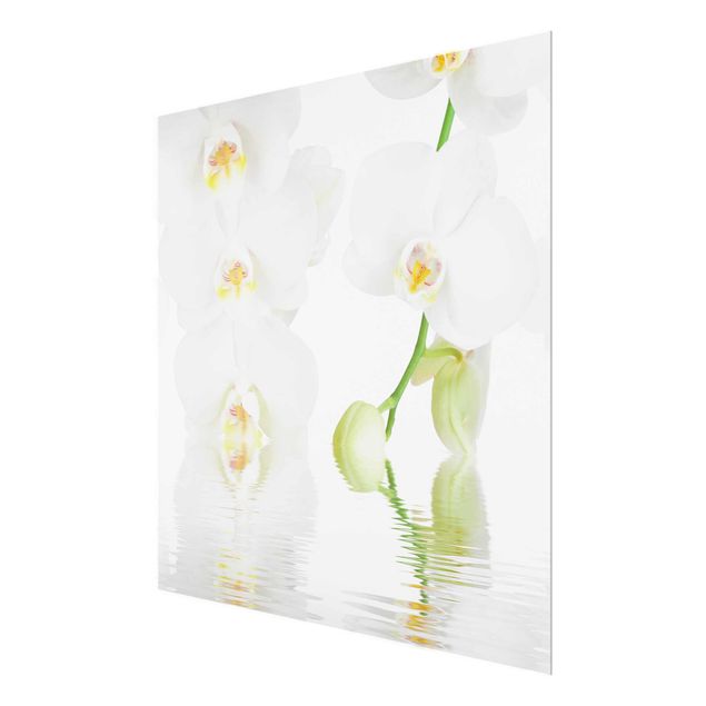 Tableaux fleurs Spa Orchid - White Orchid