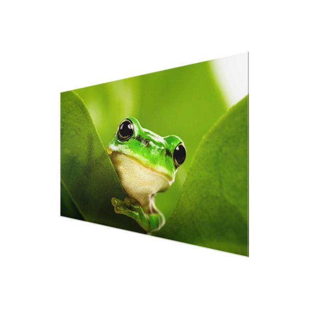 Tableaux en verre magnétique Frog