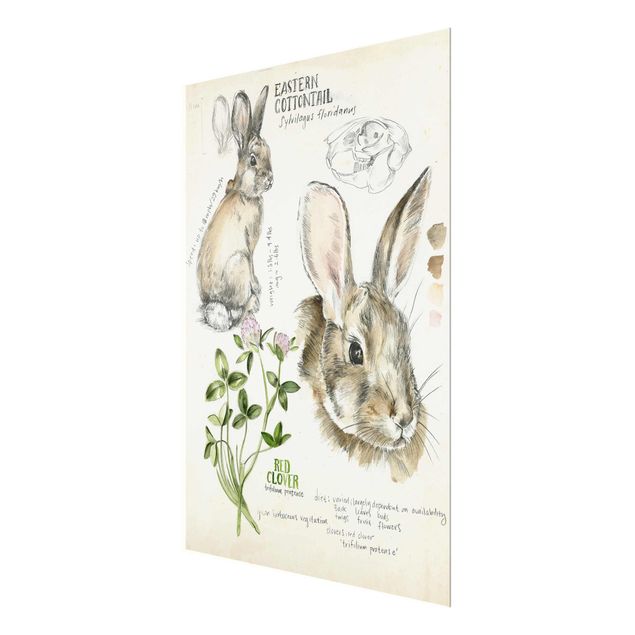Tableaux muraux Journal de la nature sauvage - Lapin