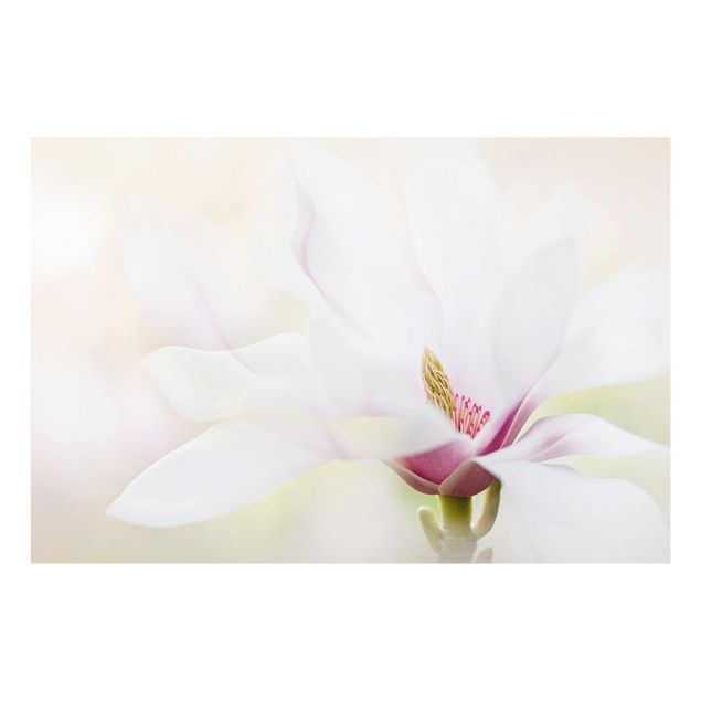 Tableaux muraux Délicate fleur de magnolia