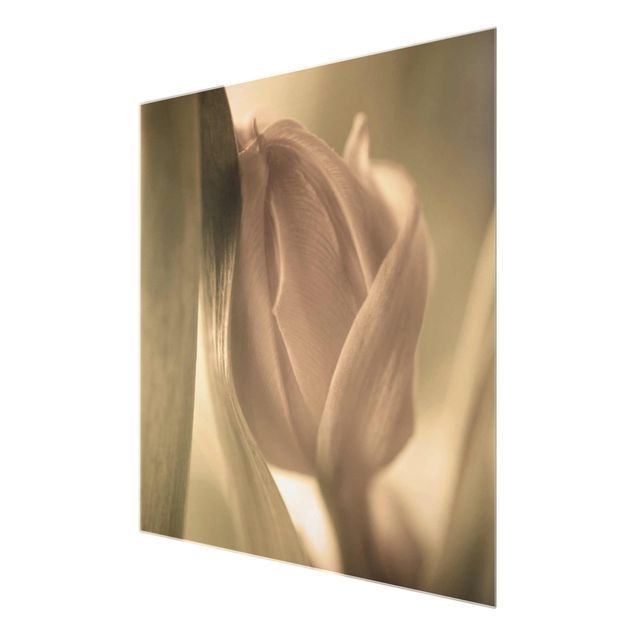 Tableaux en verre magnétique Tulipe Délicate