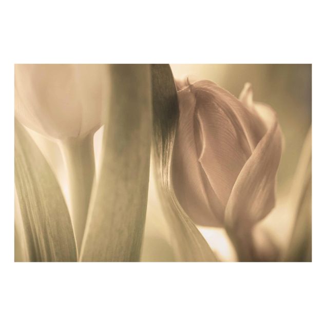 Tableaux muraux Tulipe Délicate