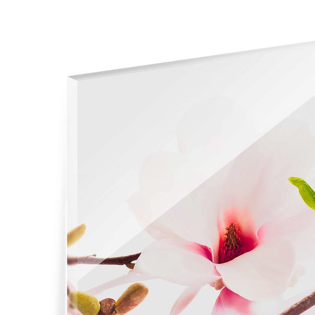 Tableaux en verre magnétique Délicate branche de magnolia
