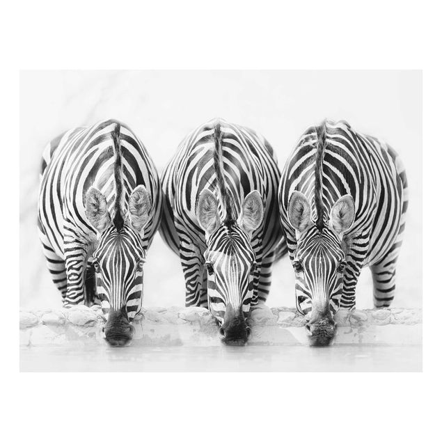 Cadre animaux Trio de zèbres en noir et blanc