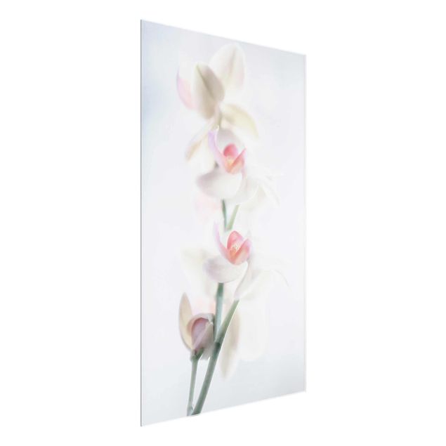 Tableaux en verre fleurs Orchidée délicate