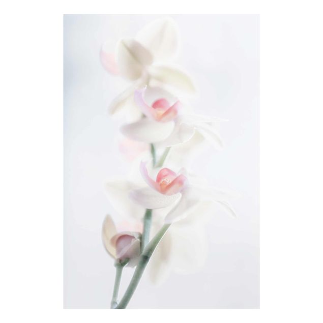 Tableau moderne Orchidée délicate