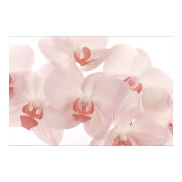 Papier peint panoramique Bright Orchid Flower Wallpaper - Svelte Orchids