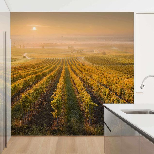 Papier peint paysage Vignobles d'automne près de Vienne