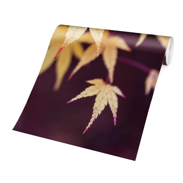 Papier peint - Autumn Maple Tree