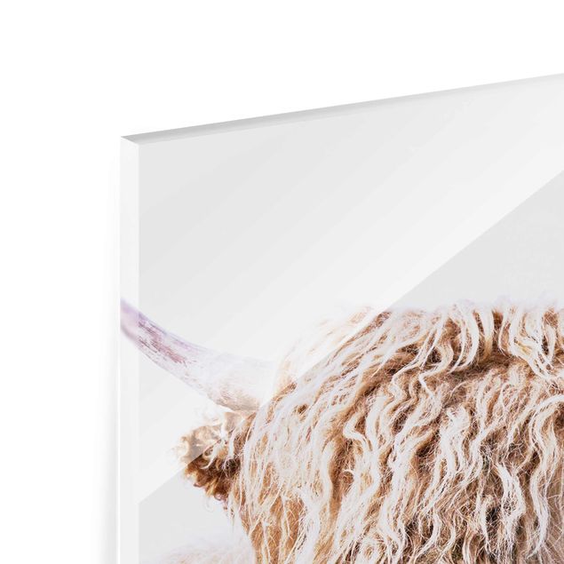Glass print - Highland Cattle Karlo
