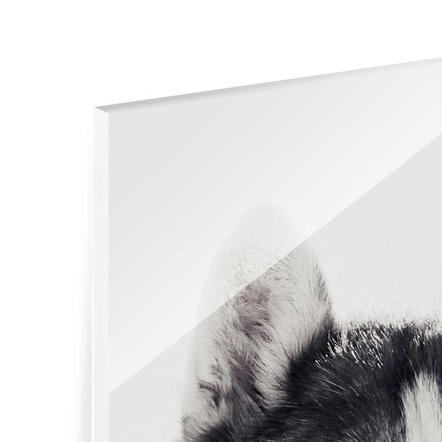 Tableaux en verre magnétique Portrait d'un Husky