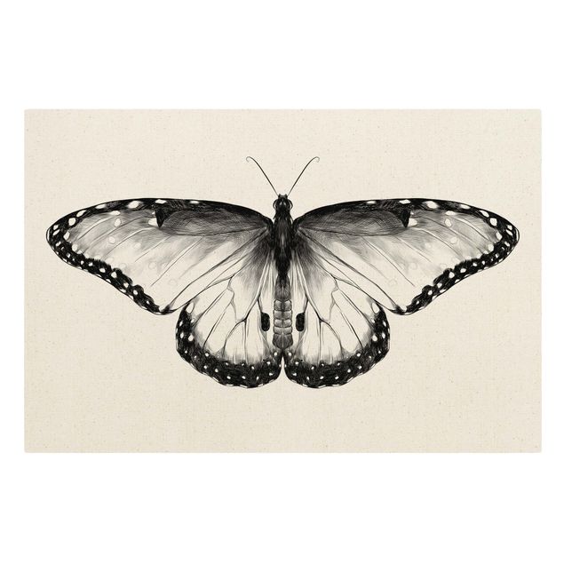Toile animaux Illustration -  Papillon Morpho volant noir