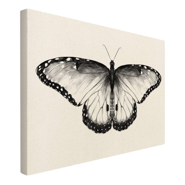 Tableaux noirs Illustration -  Papillon Morpho volant noir
