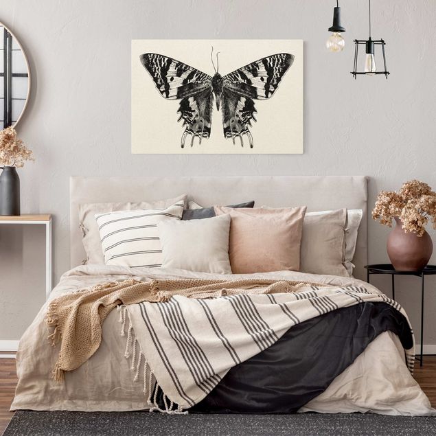 Tableau animaux Illustration -  Papillon de Madagascar volant