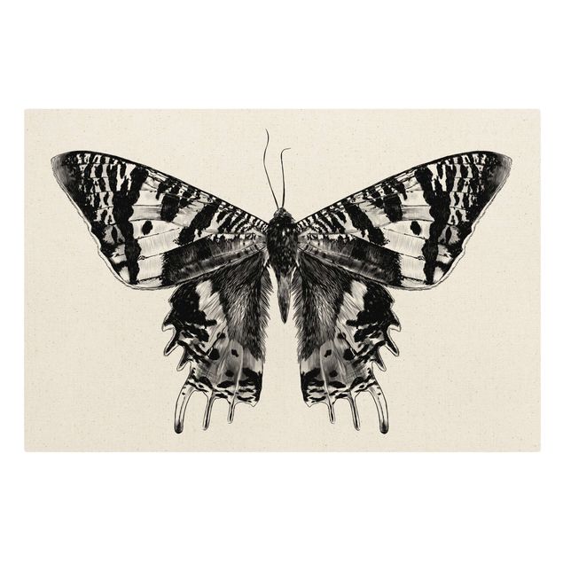 Tableau toile animaux Illustration -  Papillon de Madagascar volant