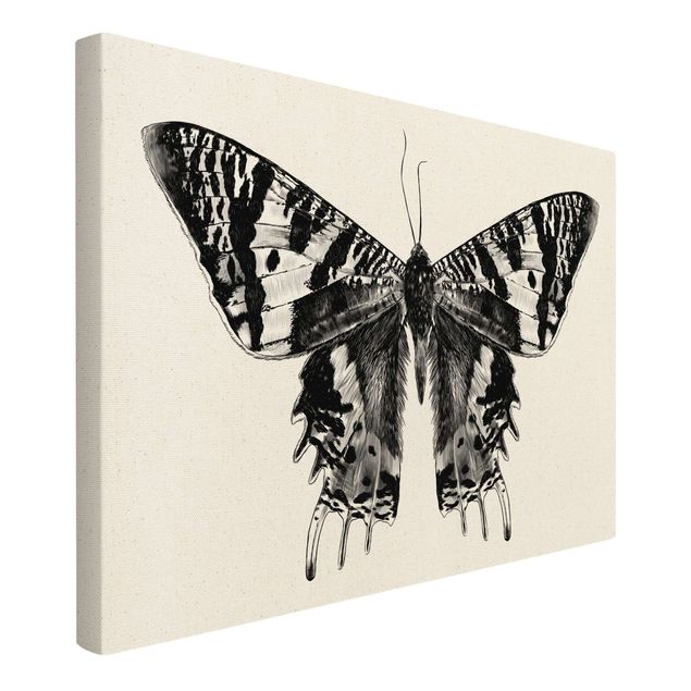 Tableau noir Illustration -  Papillon de Madagascar volant