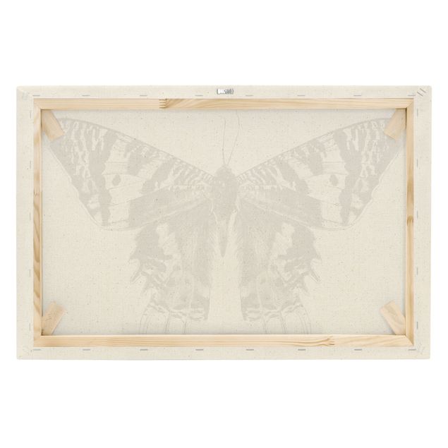 Impressions sur toile Illustration -  Papillon de Madagascar volant