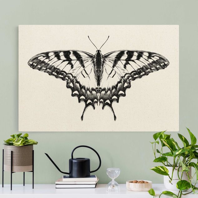 Tableau tigre Illustration -  Papillon glauque volant noir