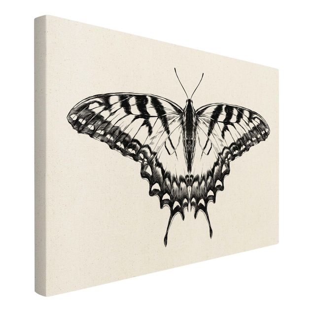 Tableau animaux Illustration -  Papillon glauque volant noir