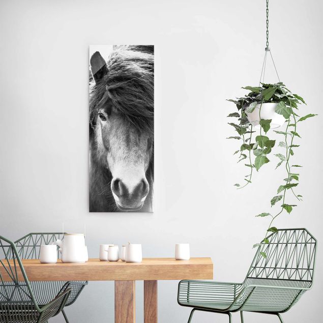 Tableau chevaux Cheval islandais en noir et blanc