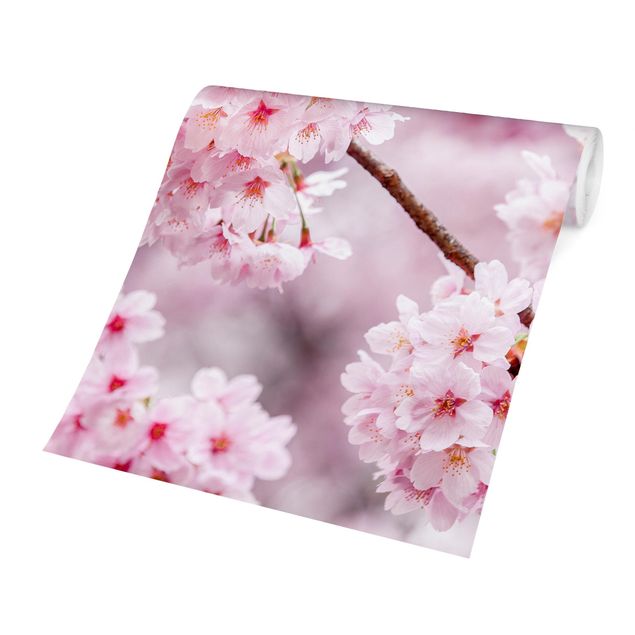 Papier peint rose Japanese Cherry Blossoms