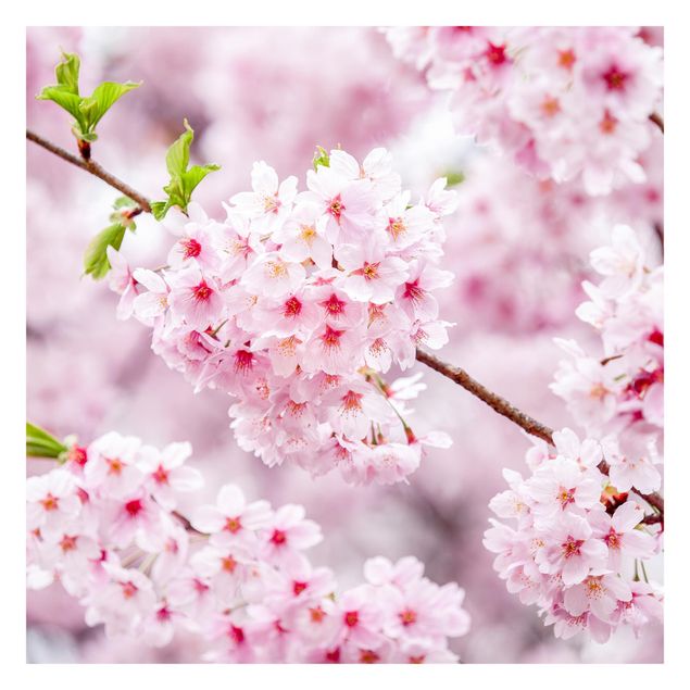 Papier peint panoramique Japanese Cherry Blossoms