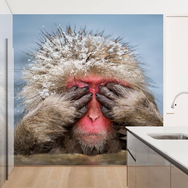 Déco mur cuisine Macaque japonais
