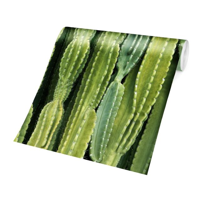 Papier peint vert Mur de cactus