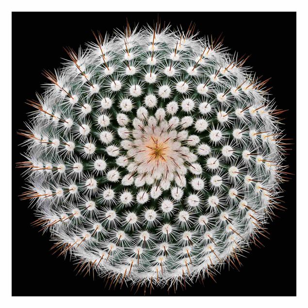 tapisserie panoramique Fleur de cactus