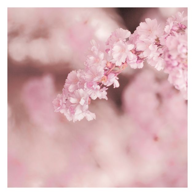 Papier peint - Cherry Blossoms In Purple Light