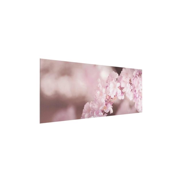 tableaux floraux Fleurs de cerisier dans une lumière violette