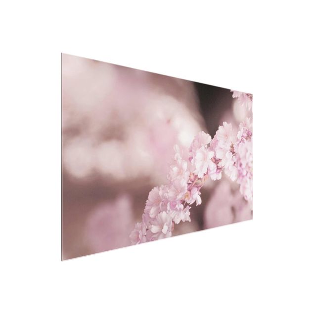 tableaux floraux Fleurs de cerisier dans une lumière violette