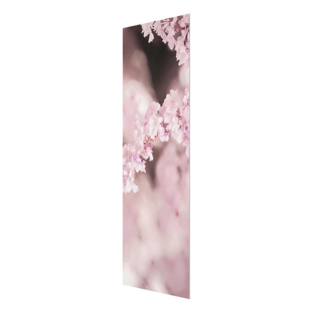 Tableaux muraux Fleurs de cerisier dans une lumière violette