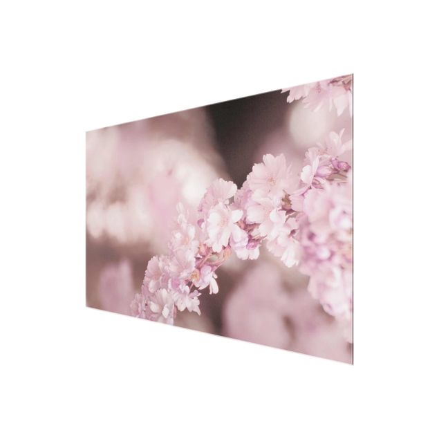 Tableaux muraux Fleurs de cerisier dans une lumière violette