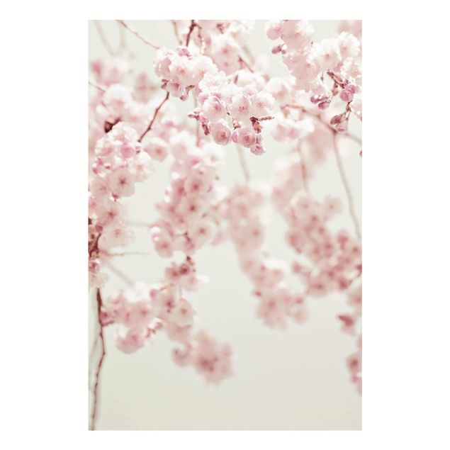 Tableaux muraux Fleurs de cerisier dansantes
