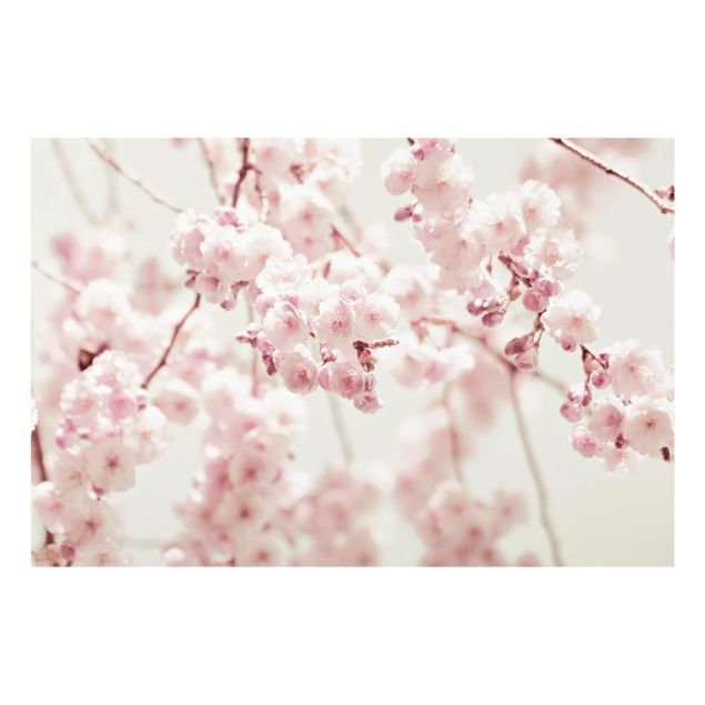 Tableaux muraux Fleurs de cerisier dansantes