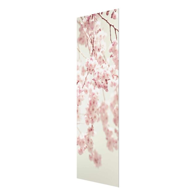 Tableaux en verre magnétique Fleurs de cerisier dansantes